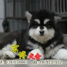 广东名欣犬业