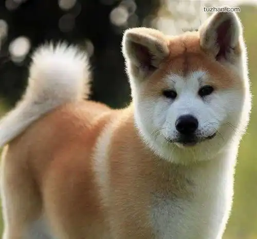 换季时期处理宠物的毛发小技巧