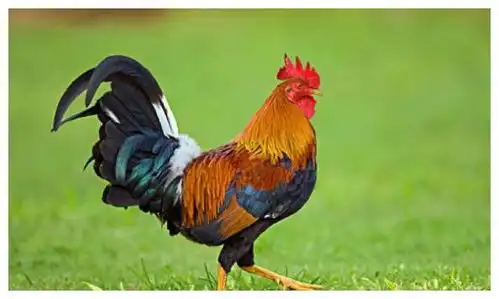 112岁高僧说了69年生肖鸡12月初要大难临头,能躲过后福无穷