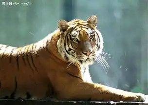 炫门户七律.打虎记