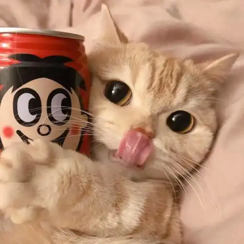 猫咪你脸好看就算了,还是小短腿,简直是萌上加萌