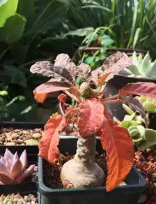 这94年的妖男比女人还爱美,自造400种植物