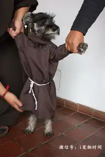 流浪小狗穿上长袍,成为正经修道士宠物时间app