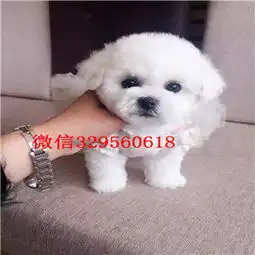 大理哪里有卖比熊犬的小体比熊精品法国卷毛比熊比熊犬性格