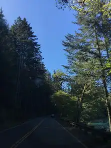 美西自驾游d19安吉利斯港福克斯原始森林