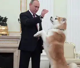 萌宠外交土库曼斯坦总统向普京赠送小牧羊犬
