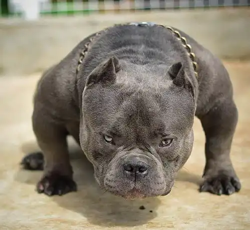 温柔的霸道,凶狠的外表却用着一个柔软的心,铁血柔情恶霸犬