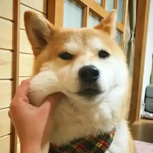 头像篇我想送花给你