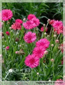 谁能给我些矢车菊的图片