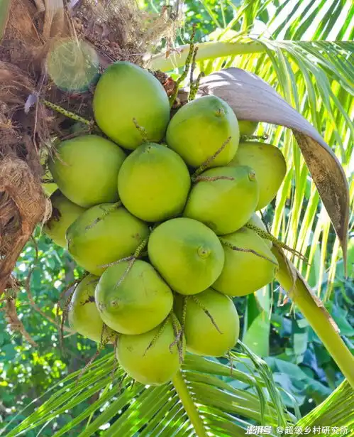 海景不输厦门青岛,这里有中国最大椰树林,出门就是椰风海韵