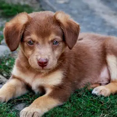 很可爱的狗头像萌萌哒超级可爱狗宝宝图片