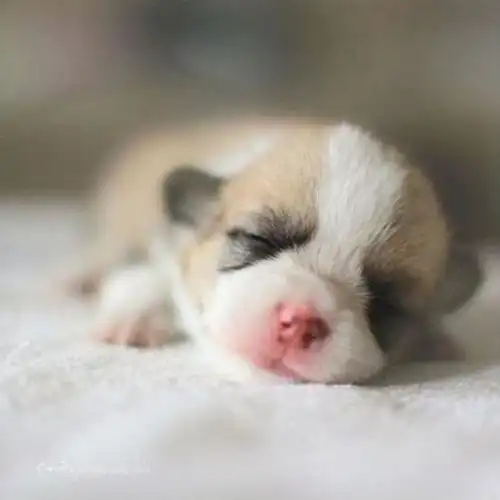 对健康宠物安乐死是正确的吗