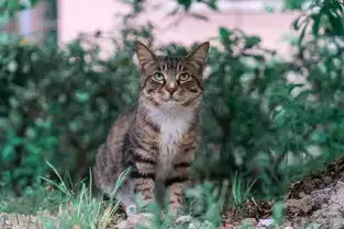 我国唯一被世界认可的猫咪狸花猫