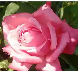 9月28号起正财主动找上门,横财也特别旺的生肖,走上富贵路