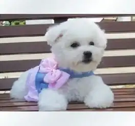 成都哪里出售聪明可爱比熊幼犬成都哪里出售纯种比熊幼犬成都哪里的比熊便宜健康,高品质出售保健康