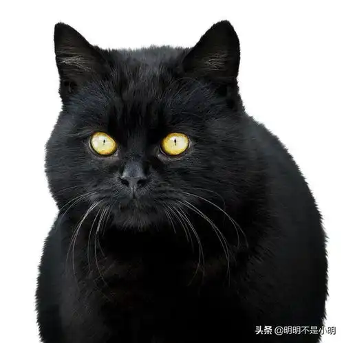 黑猫的品种有多少原来有这么多