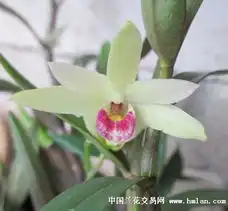 又玩几粒容县南山铁皮石斛多图