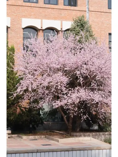 五大校花出炉,今年我都要