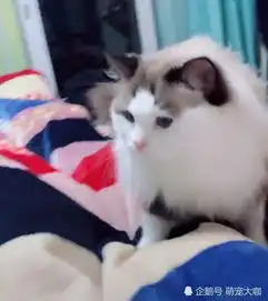 家里养一只重男轻女的猫咪,充分验证了男不养猫女不养狗