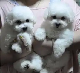 出售纯种比熊犬法国卷毛比熊犬保证健康3个月