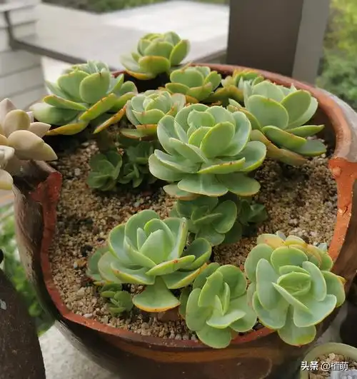 有个勤快的男人,咸菜缸秒变花盆,果断给碧桃安了新家