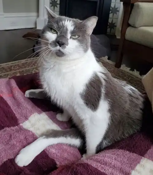 残疾小猫被妈妈遗弃,不爱养猫的男子却留下它,大小便由男子帮忙