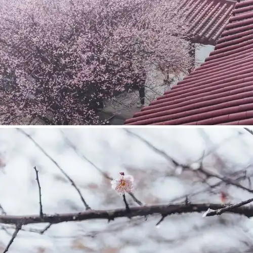 雾里看花是种什么体验