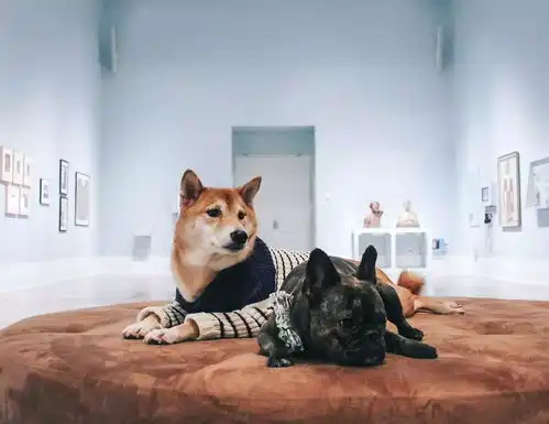 复工之后,我的家被狗拆了