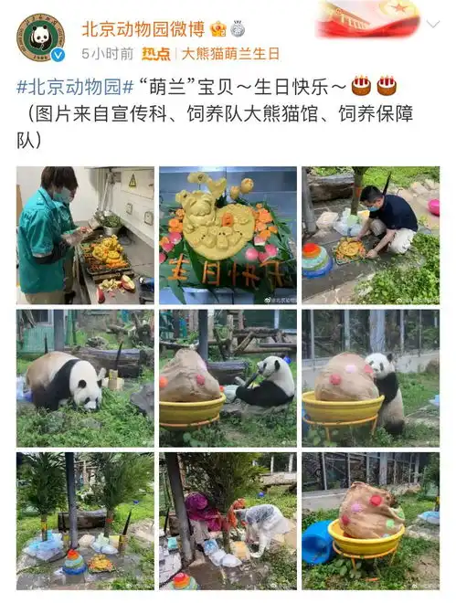 大熊猫萌兰8岁啦祝福阳光开朗大男孩