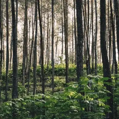 清新唯美头像,森林里笔直生长的树木