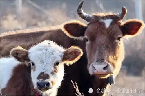 生肖牛的婚配大全,和这几个生肖结婚,可以家庭和谐幸福美满