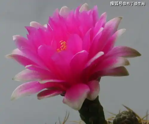 喜欢老男人的四大生肖女,不守妇道容易投怀送抱,尤其第三位