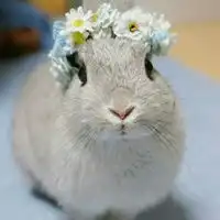 兔子头像超萌一只只超萌可爱的兔子