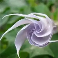 好看花朵微信头像下载排行榜微信头像图片大全