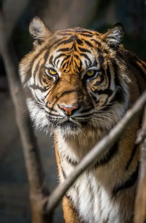 23日黑龙江野生东北虎完达山1号伤人事件