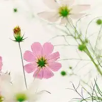 微信头像风景或花草好看的花草风景图片头像文字微信头像