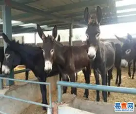 双城团结易登网