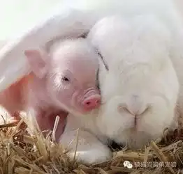 这样相拥着入睡的画面,真的是太有爱了