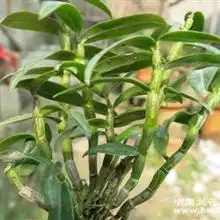 霍山紫杆铁皮石斛3年苗81