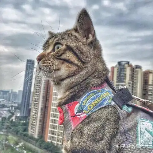 狸花猫可以漂亮到什么程度