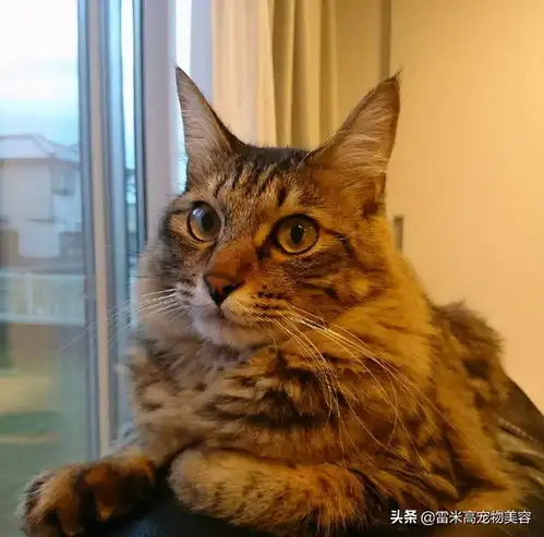 短短一年时间里,家里的猫就逐渐开始大爷化