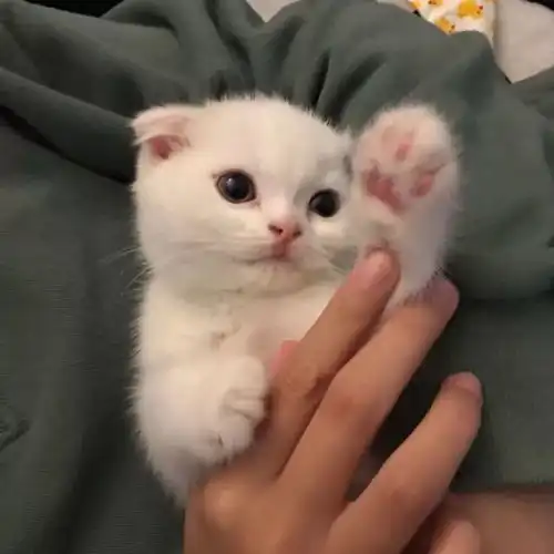 可爱萌宠不戳你会后悔今日头像