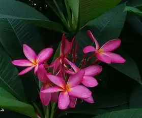 2019年财禄给力,收入翻倍,好运请进门,霉运拒之门外的生肖