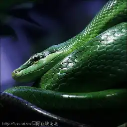 百度提问等级是一级,不能添加图片,我想知道一张照片的名字是什么,怎么办呢