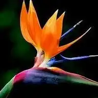 超好看的微信头像花微信头像图片大全