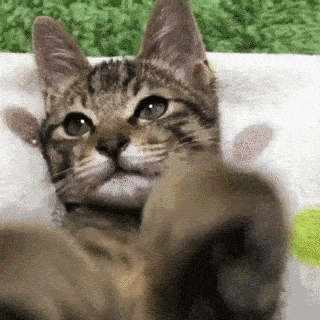 辟谣假装丢猫并不会让猫变乖,弃猫效应的真相是...