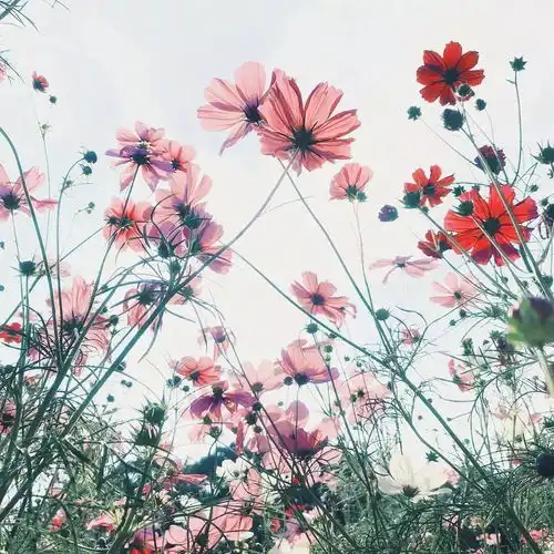 放狠话不进娱乐圈,这位发际线男孩小吴要拍广告了真香警告ins晚抱