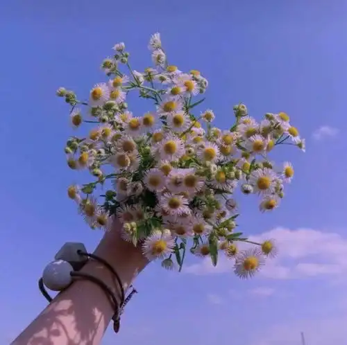 ins超干净背景图,喜欢我就大声说,不要怕我不好意思