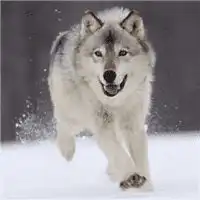 微信头像狼图片凶猛霸气狼的头像图片大全集