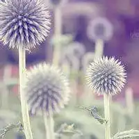 头像图片风景花草图片微信头像图片大全